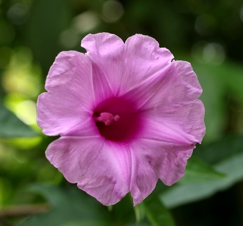 How to identify Ipomoea mauritiana Jacq.
