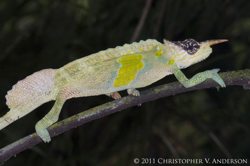 Cameroon Sailfin Chameleon
