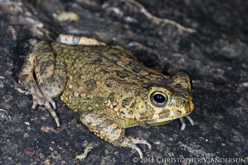 아프리카두꺼비 from Mount Kupe, Cameroon on 2011년 02월... Chris Anderson · iNaturalist 아프리카두꺼비 (Sclerophrys regularis)