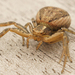 Ground Crab Spiders - Photo (c) Henk Wallays, all rights reserved