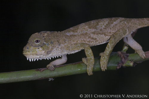 Trioceros quadricornis gracilior
