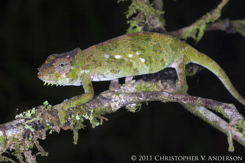 Pfeffer's Chameleon