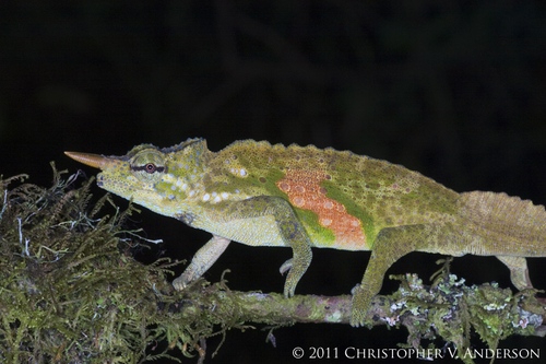 Cameroon Sailfin Chameleon