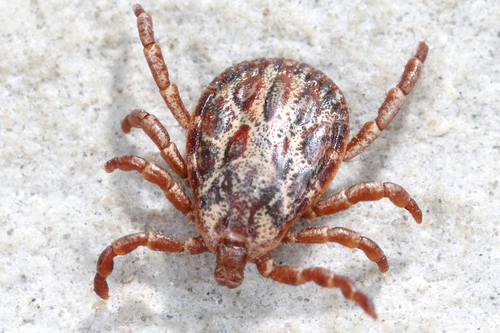 Ornate Sheep Tick