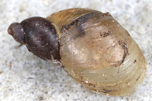 Small Amber Snail