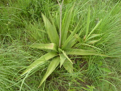 Image of Aloe buettneri