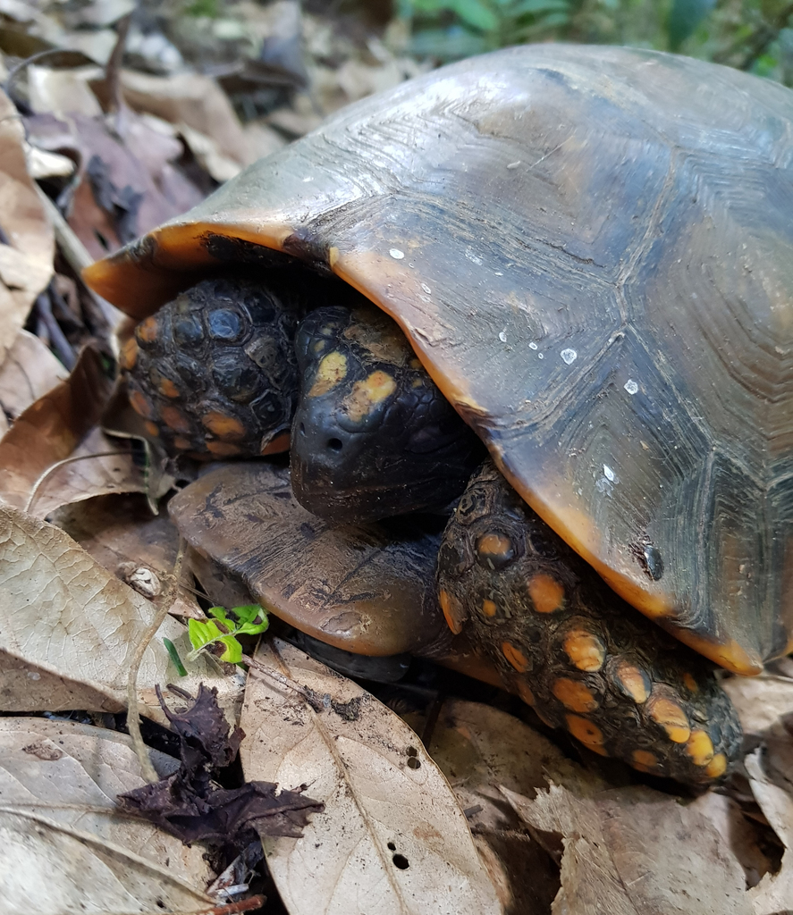 Brazilian Giant Tortoise in March 2021 by Carlos Hartur Ribeiro Noia ...