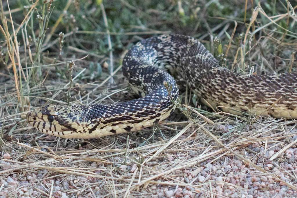 Bullsnake from Jefferson County, CO, USA on September 11, 2021 at 05:10 ...