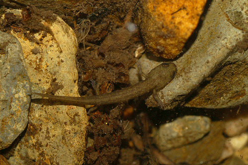 Gold-striped salamander