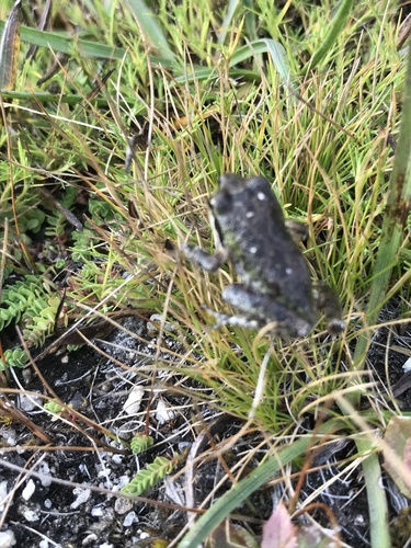iNaturalist observation photo of Pacific chorus frog