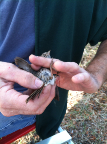 iNaturalist observation photo of Song Sparrow
