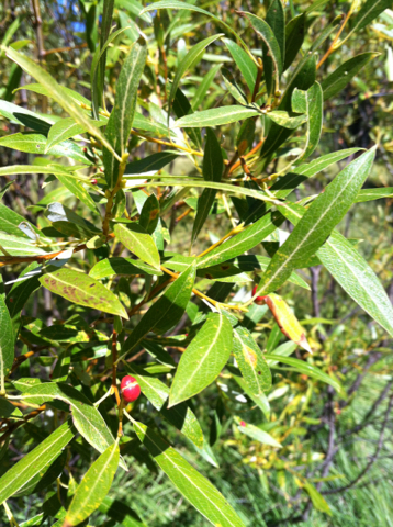 iNaturalist observation photo of Willow Apple Gall Sawfly