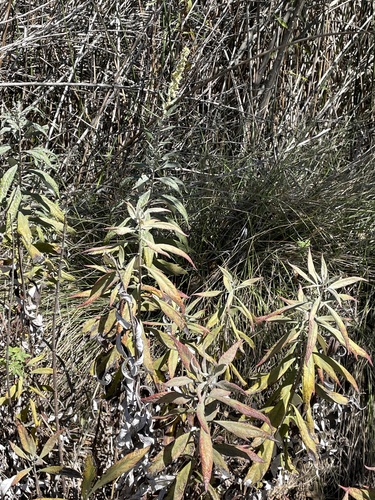 iNaturalist observation photo of California mugwort