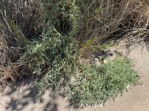 iNaturalist observation photo of alkali heliotrope