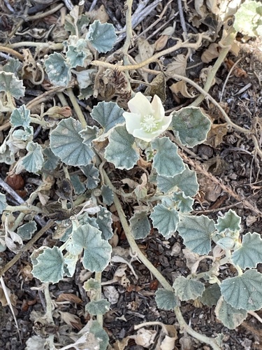iNaturalist observation photo of alkali mallow