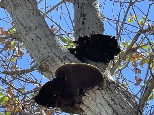 iNaturalist observation photo of Ganoderma polychromum