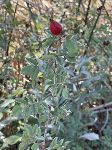 iNaturalist observation photo of California Wild Rose