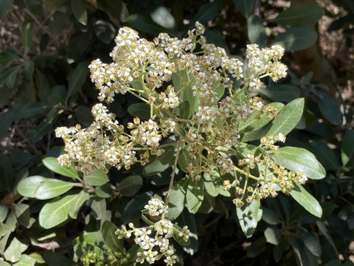 iNaturalist observation photo of Toyon