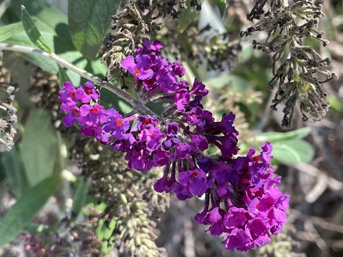 iNaturalist observation photo of Butterfly bush