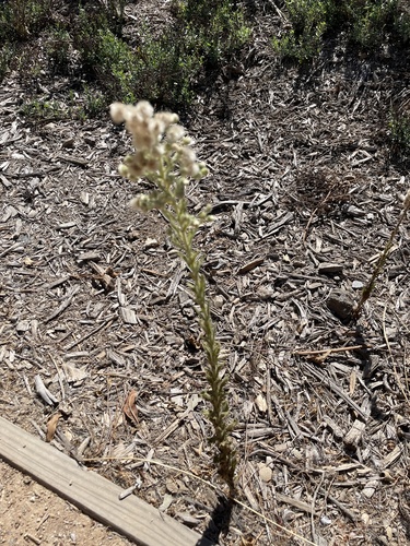 iNaturalist observation photo of Coulter's horseweed