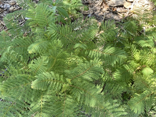 iNaturalist observation photo of Vascular Plants