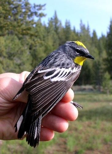 iNaturalist observation photo of Audubon's Warbler