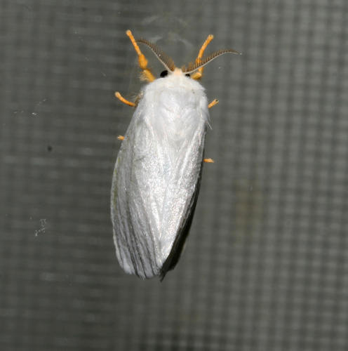 Homoeomeria