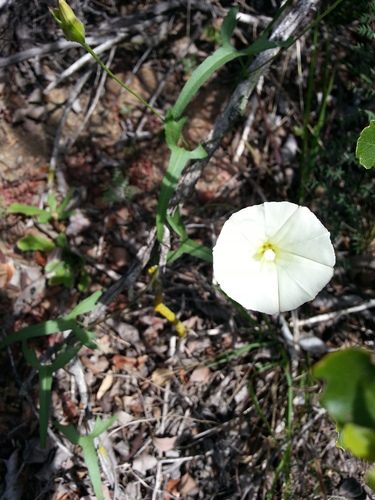 Calystegia macrostegia ssp. intermedia