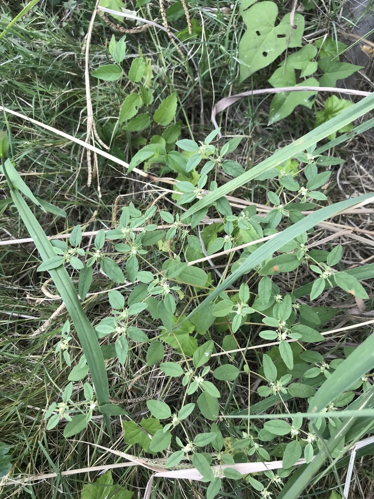 Prairie Tea from Waters Ln, Rowlett, TX, US on September 12, 2021 at 0259 PM by cindyling