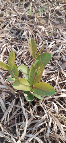 Common guava