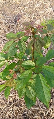 Handroanthus ochraceus ochraceus