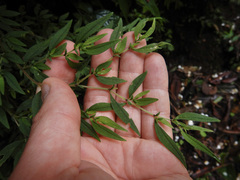 Centradenia inaequilateralis image