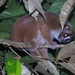 Sumatra Slow Loris - Photo (c) m choi azis, all rights reserved, uploaded by m choi azis