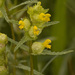 Common Yellow Rattle - Photo (c) Tig, all rights reserved