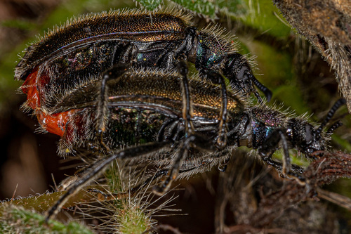 Hairy Darkling Beetle