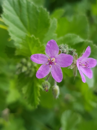Soft Stork's-bill