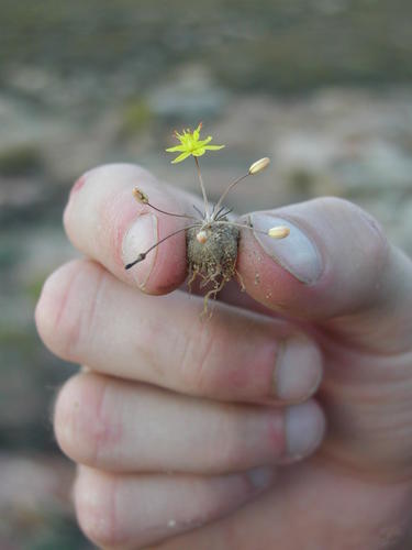Bulbine esterhuyseniae