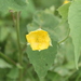 Abutilon simulans - Photo (c) Nancy Izquierdo, all rights reserved, uploaded by Nancy Izquierdo