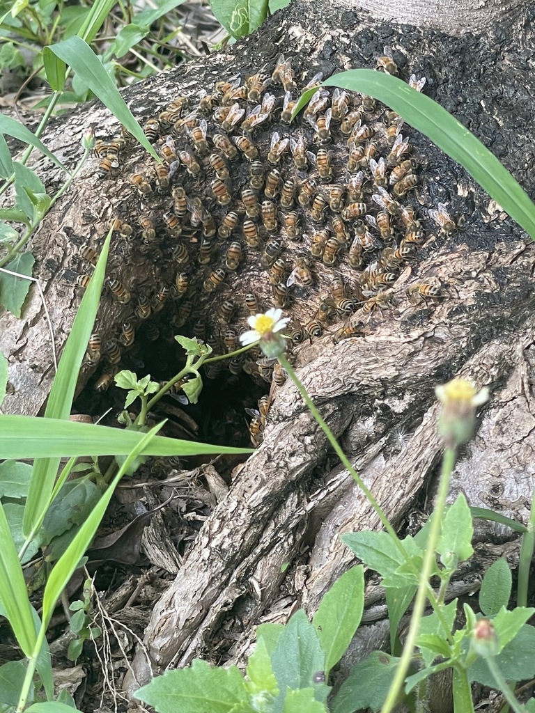 Western Honey Bee From Sabana Llana Sur, San Juan, Puerto Rico, San 