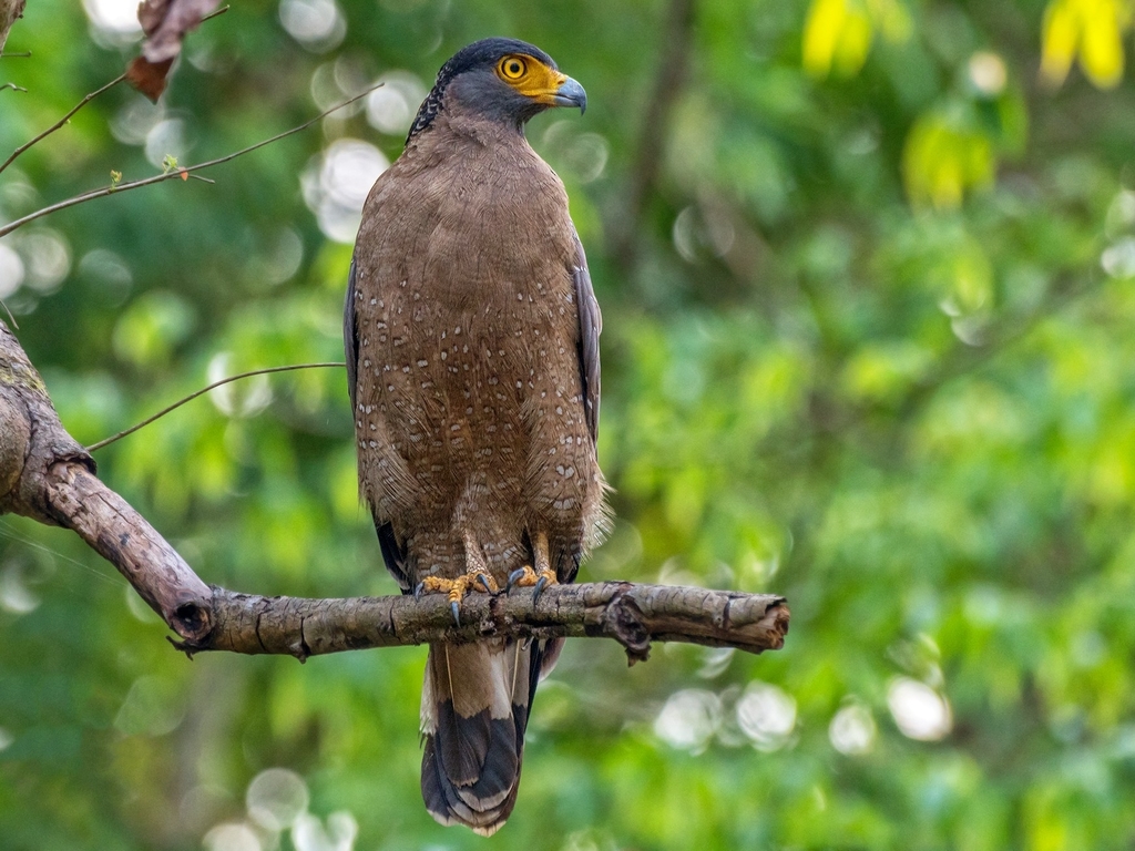 Crested Serpent-Eagle photo