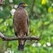 Crested Serpent-Eagle - Photo (c) Imran amir, all rights reserved, uploaded by Imran amir
