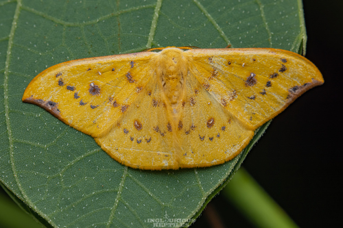 Tridrepana fulvata (Snellen, 1876)