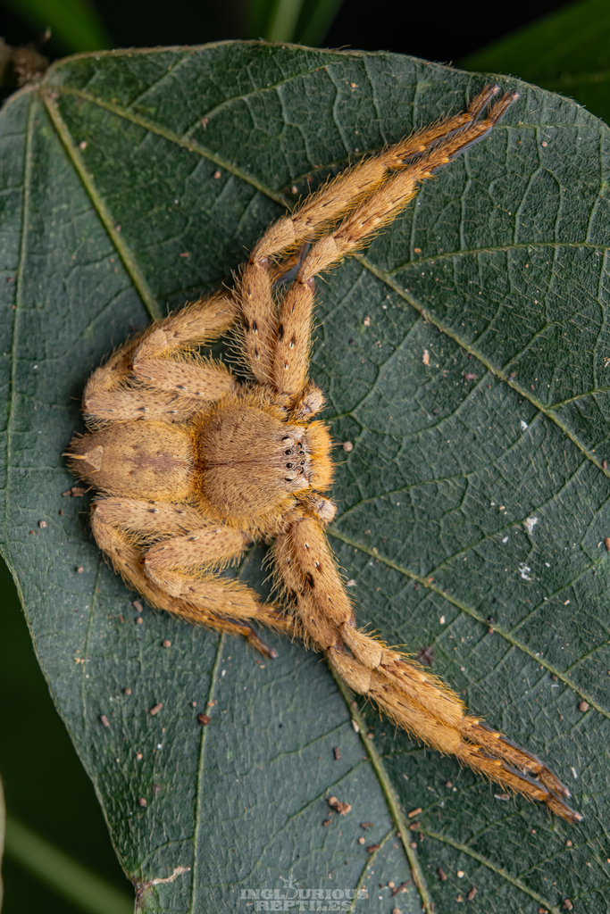 Pingtung Huntsman in September 2021 by Artur Tomaszek · iNaturalist
