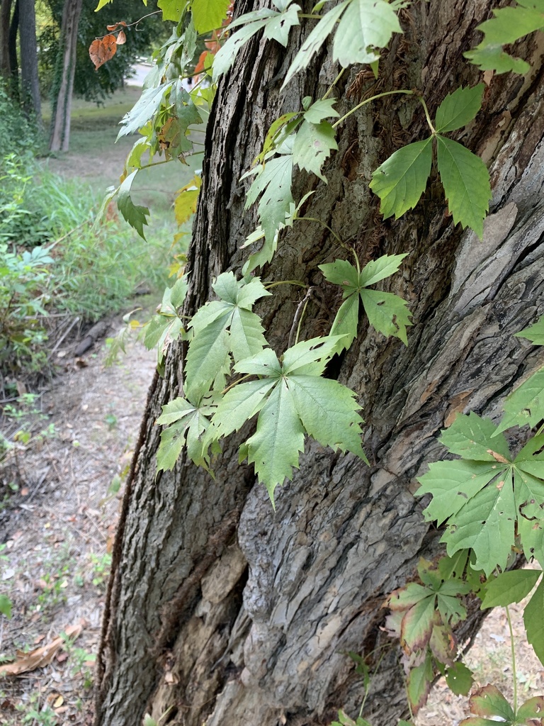 Virginia Creeper In September 2021 By Tadamcochran INaturalist   Large 