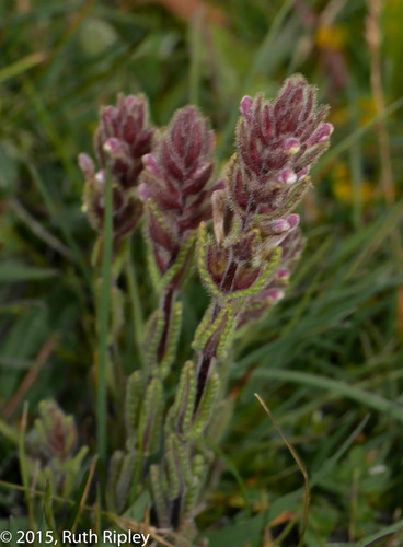 Neobartsia pyricarpa · iNaturalist