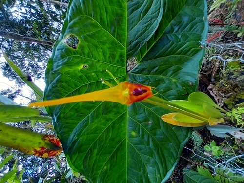 Masdevallia pinocchio