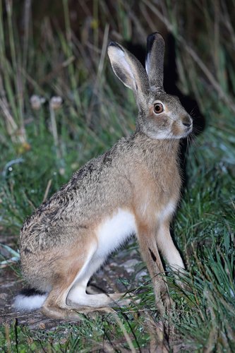 Broom Hare (Lepus castroviejoi) — Vulnerable Mammalia
