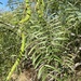 Eastern Honey Mesquite - Photo (c) Dylan, all rights reserved, uploaded by Dylan