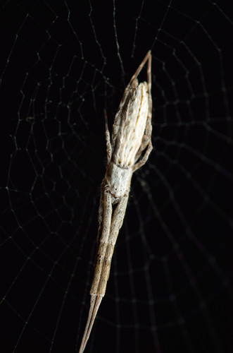 Walckenaer's Feather-legged Spider