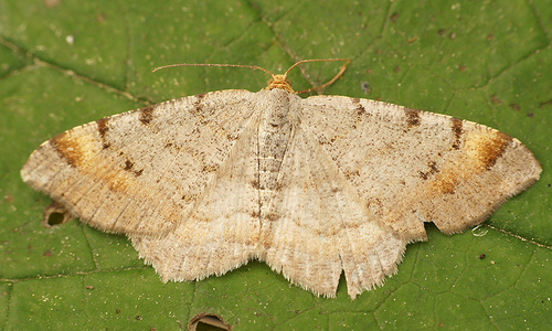 Tawny-barred Angle